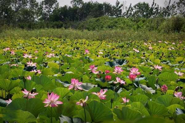 تالاب نیلوفر آبی بابل