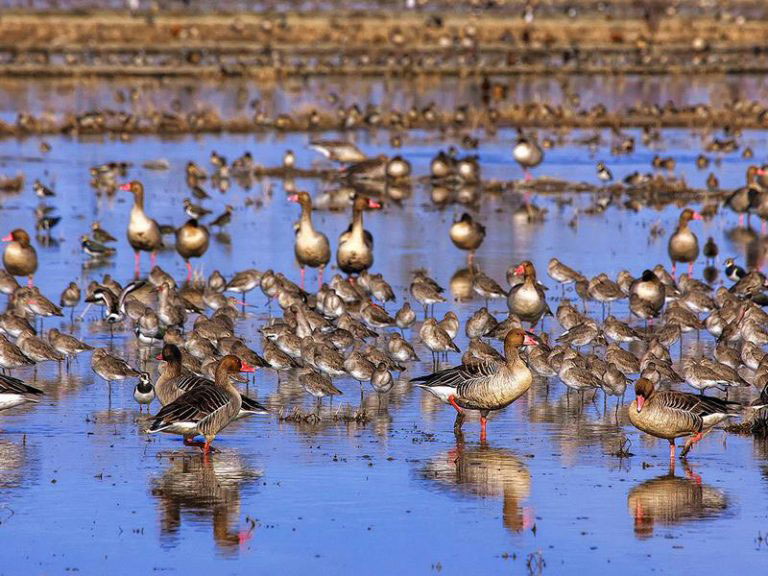 تالاب فریدونکنار